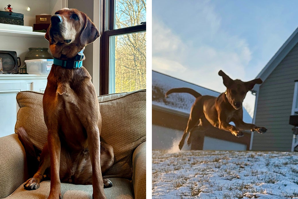 Nalla on a chair (left), Nalla running in the snow (right)