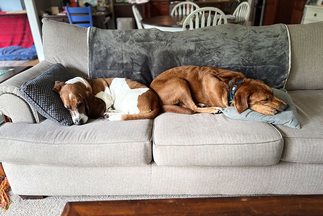 Nalla sleeping on the couch with Charlie