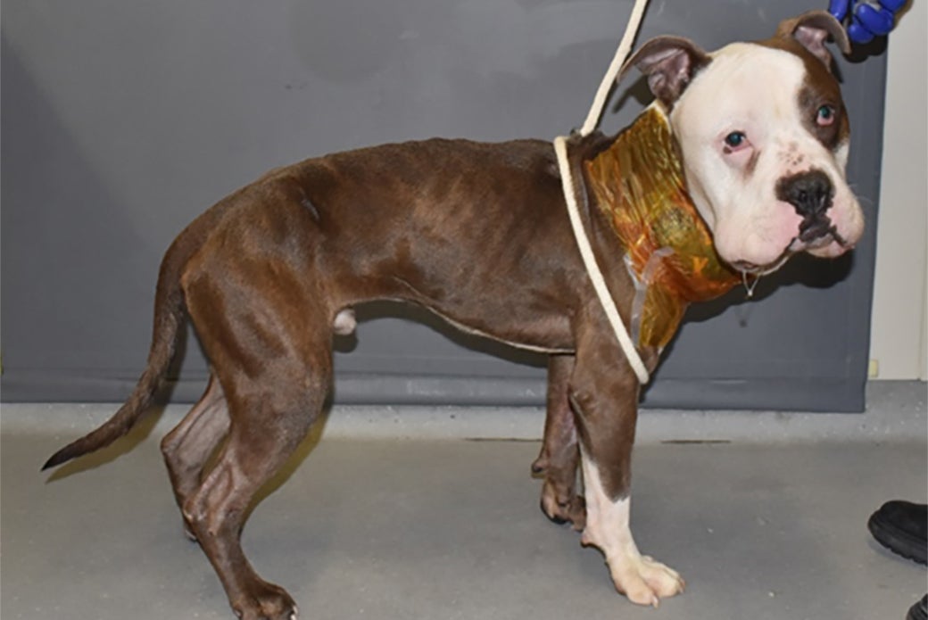 Potato upon arrival at the ASPCA