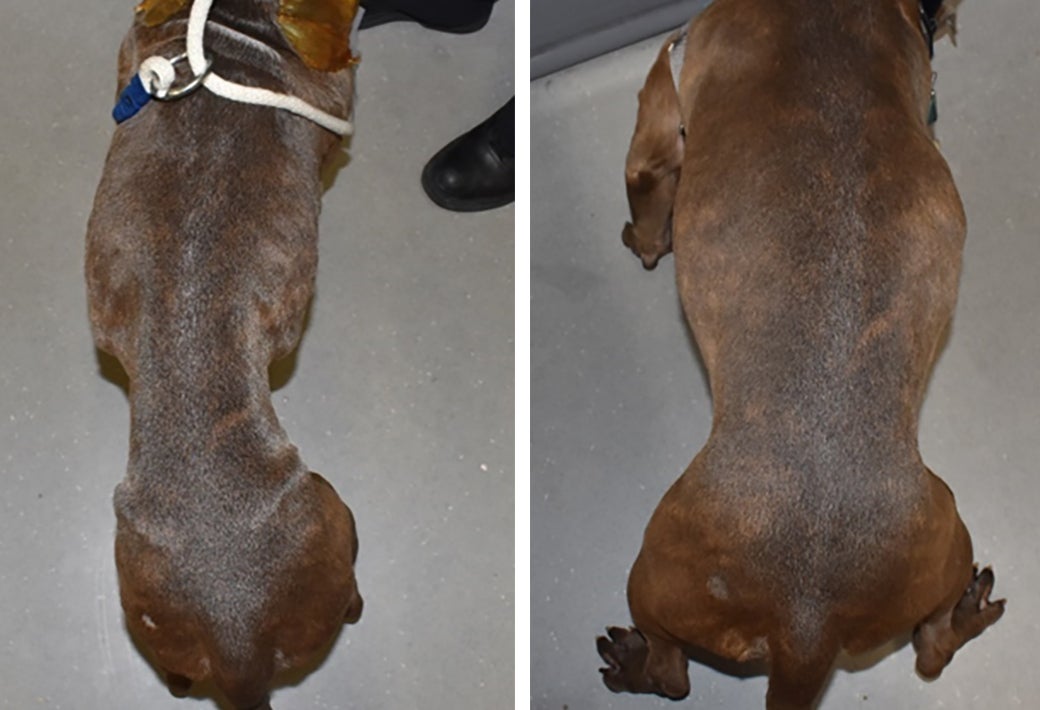 Left: Potato in an emaciated condition, right: potato after gaining 12 pounds