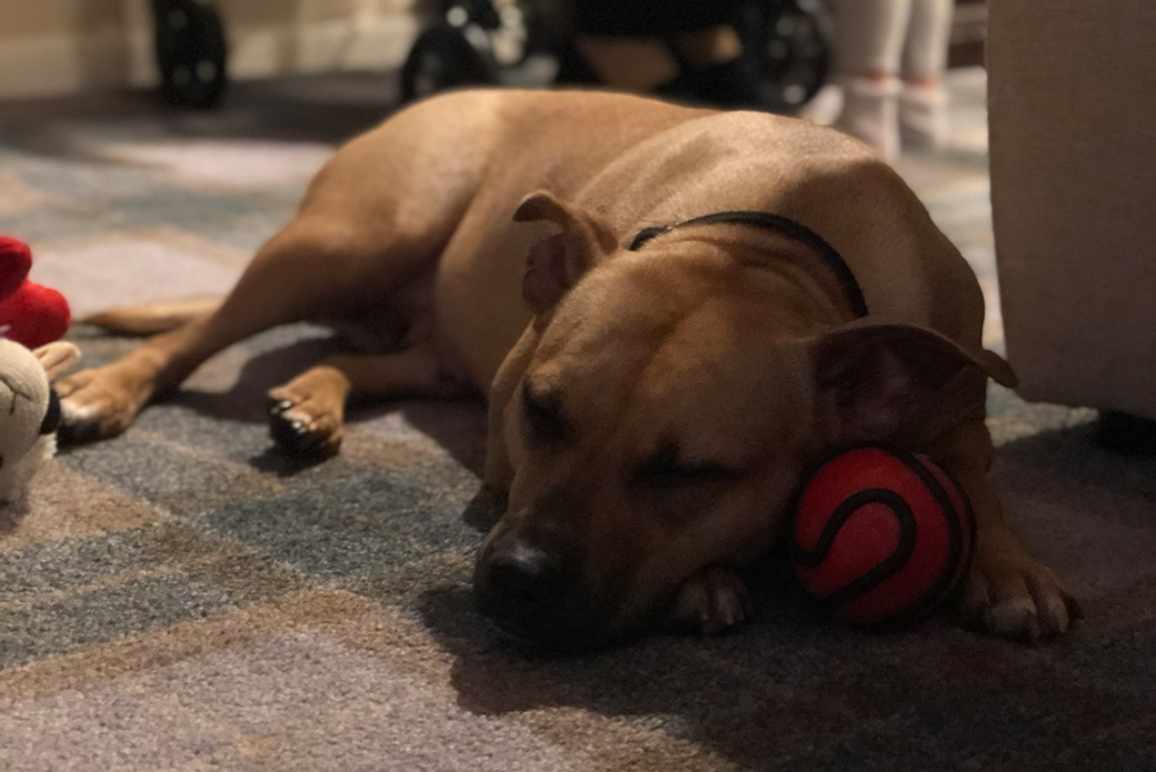 Ruby sleeping with her toys
