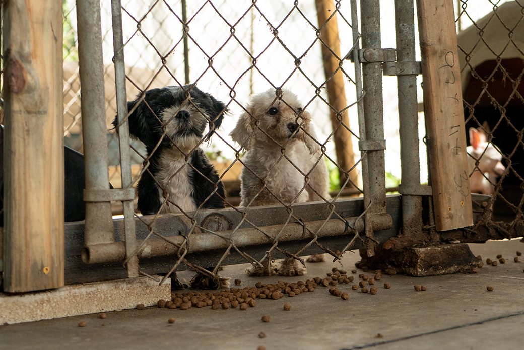 From Cruelty to Compassion: Sampson and Spot's Story | ASPCA