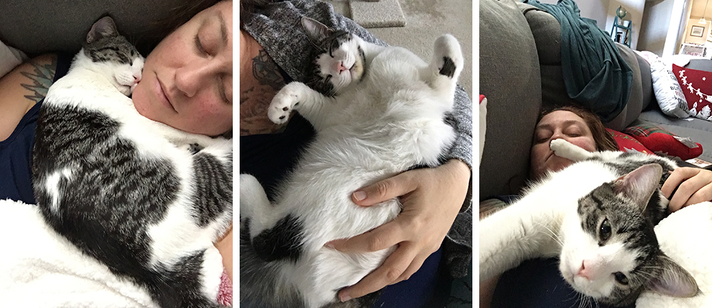 Gray and white cat cuddling
