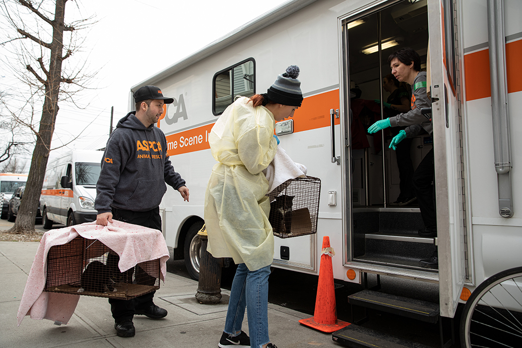 ASPCA responders moving rescued cats onto a transport