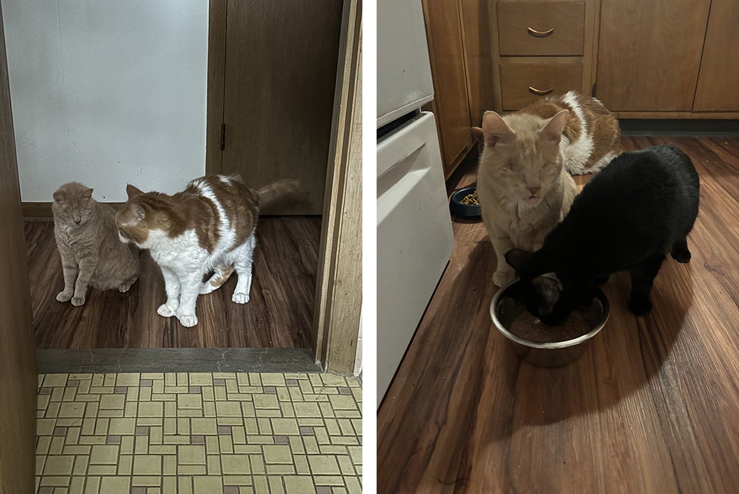 two pictures of String Bean at home with two other cats name Gabe Jones and Shawty