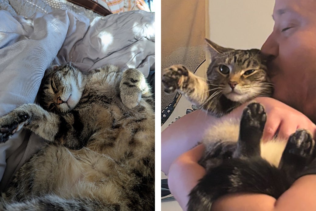 Tulip at home with Chris.