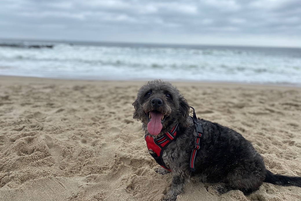 Wally on a beach