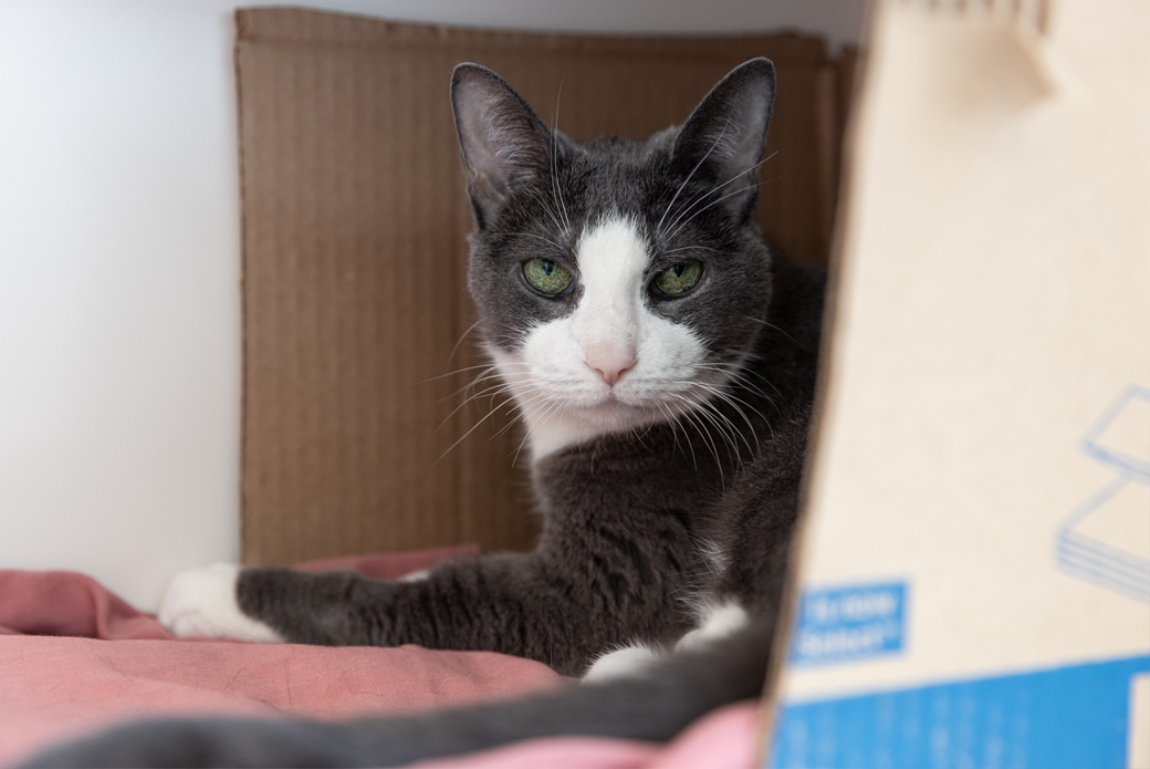 Gray and white cat in box