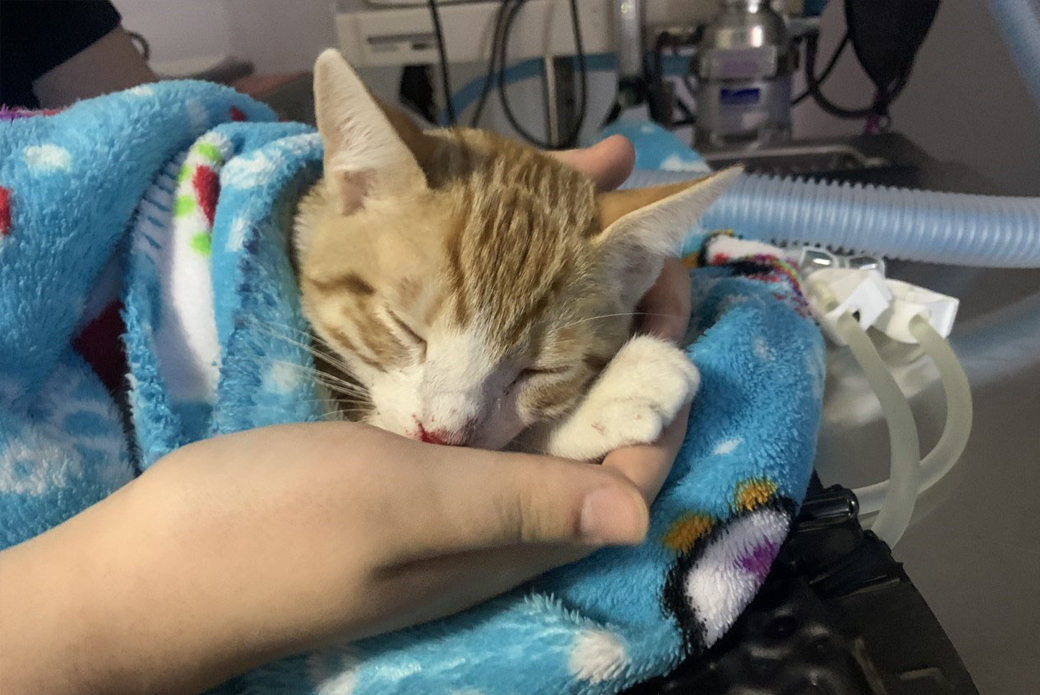 Cat recovering after surgery