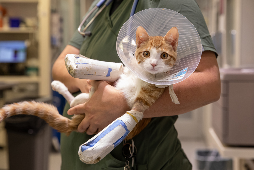 Cat in cone and casts