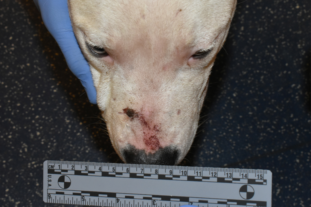 Dog with scab on nose