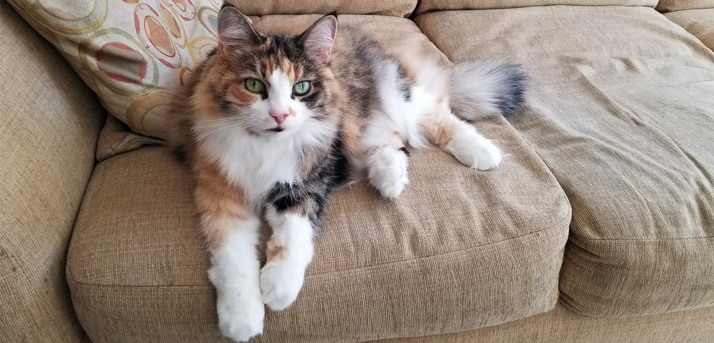 Cat relaxing on bed