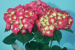 is hydrangea poisonous for dogs