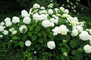 is hydrangea poisonous for dogs