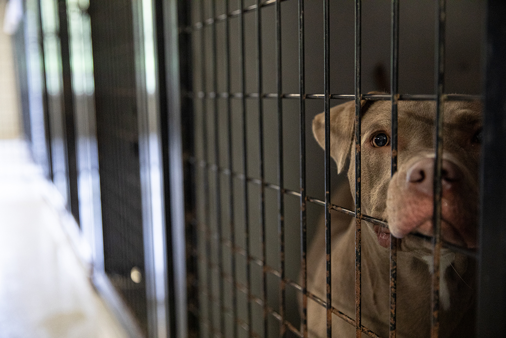 a rescued dog in a crate