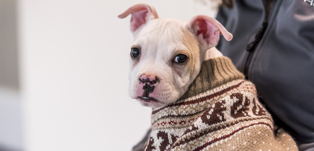 Puppy in sweater