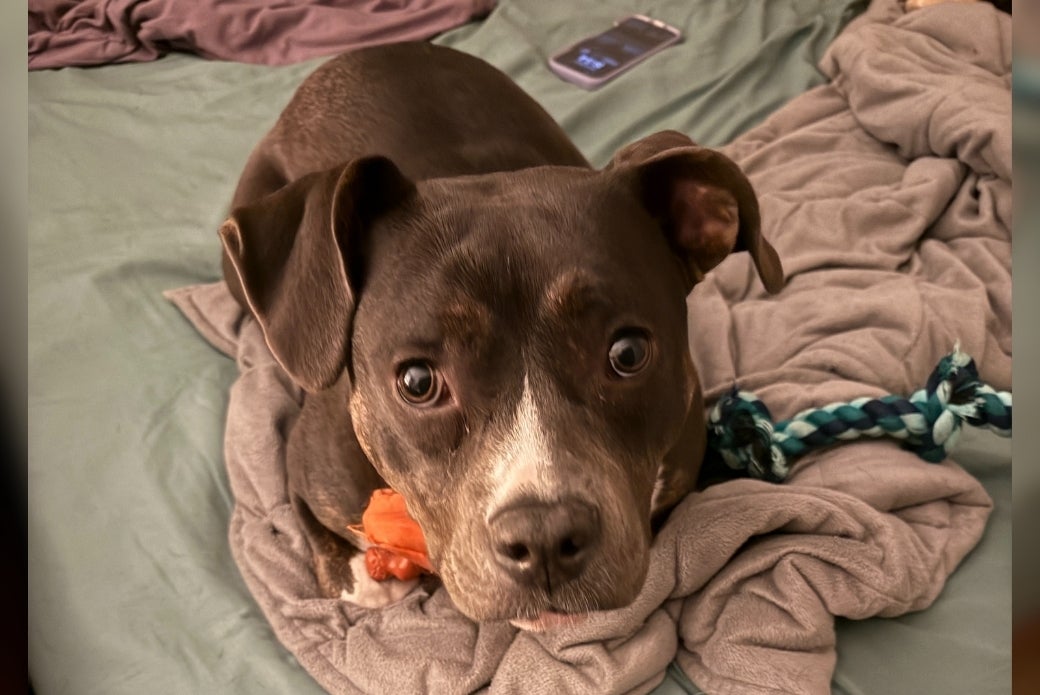 A dog sitting up on a bed with a rope toy