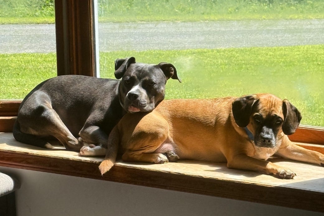 Two dogs lying down together next to a window