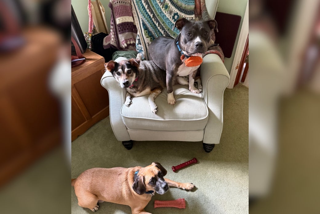 Two dogs sharing an armchair, and a third dog lying on the floor below them