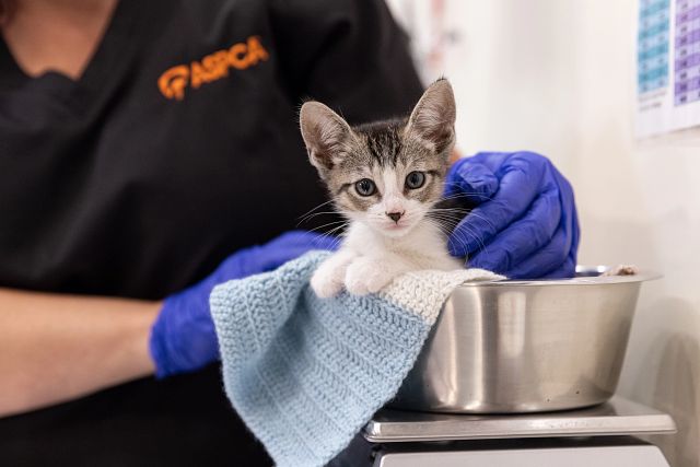 Kitten getting weighed by ASPCA veterinarian
