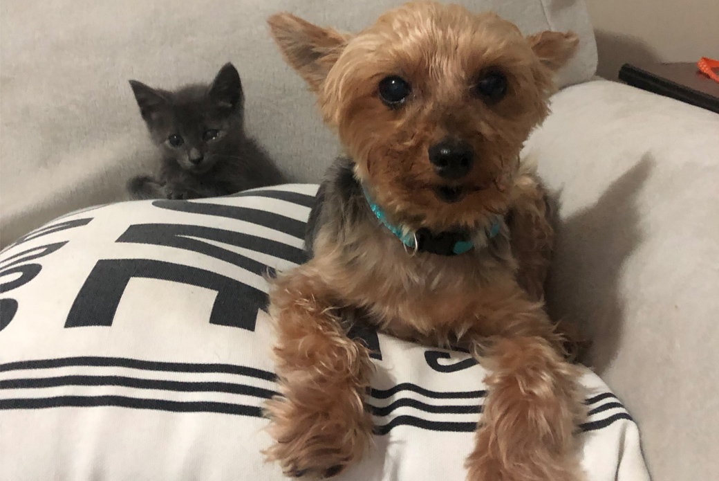 Kitten and dog