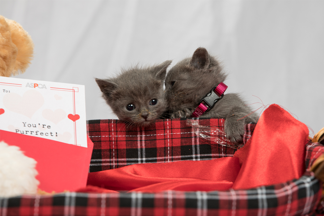 Valentine's kittens