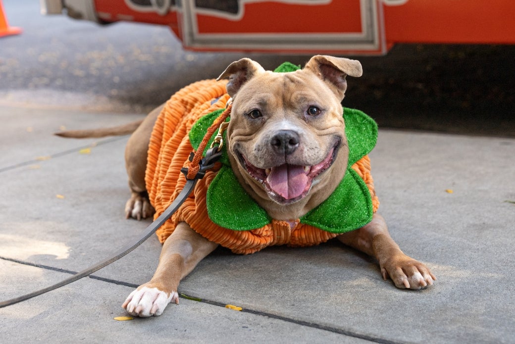 A brown dog in a pumpkin costume