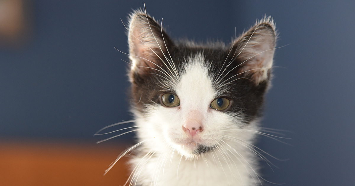 Adoptable Cats and Kittens | Los Angeles | Adopt a Pet | ASPCA