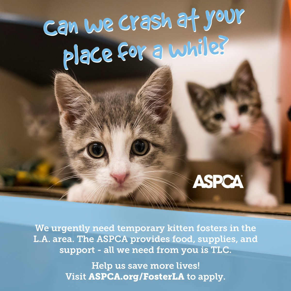 Kitten Fostering in Los Angeles l Volunteer l ASPCA