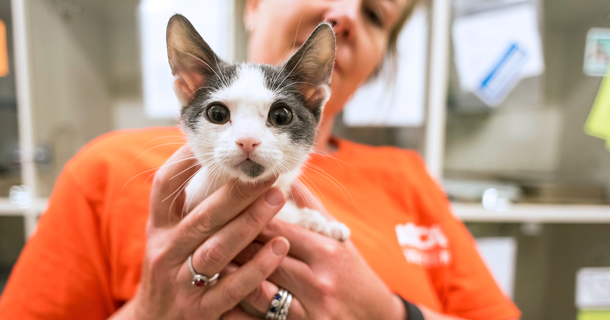 Kitten Fostering in Los Angeles l Volunteer l ASPCA