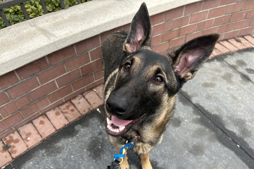 A German Shepherd standing on a sidewalk