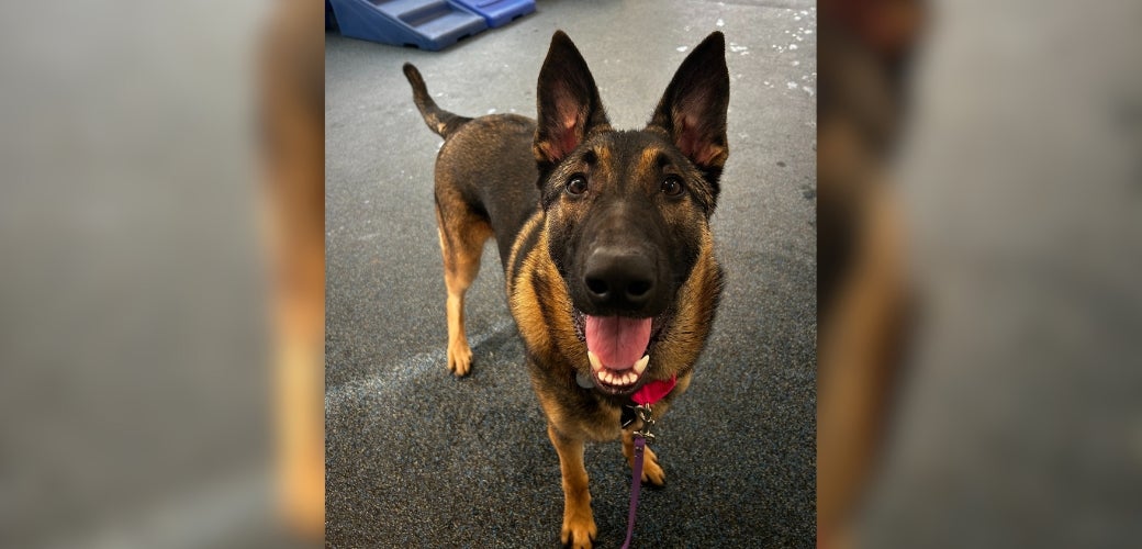 A smiling German Shepherd