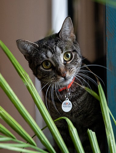 A cat wearing an ASPCA tag on its collar sits behind a plant with chewed leaves