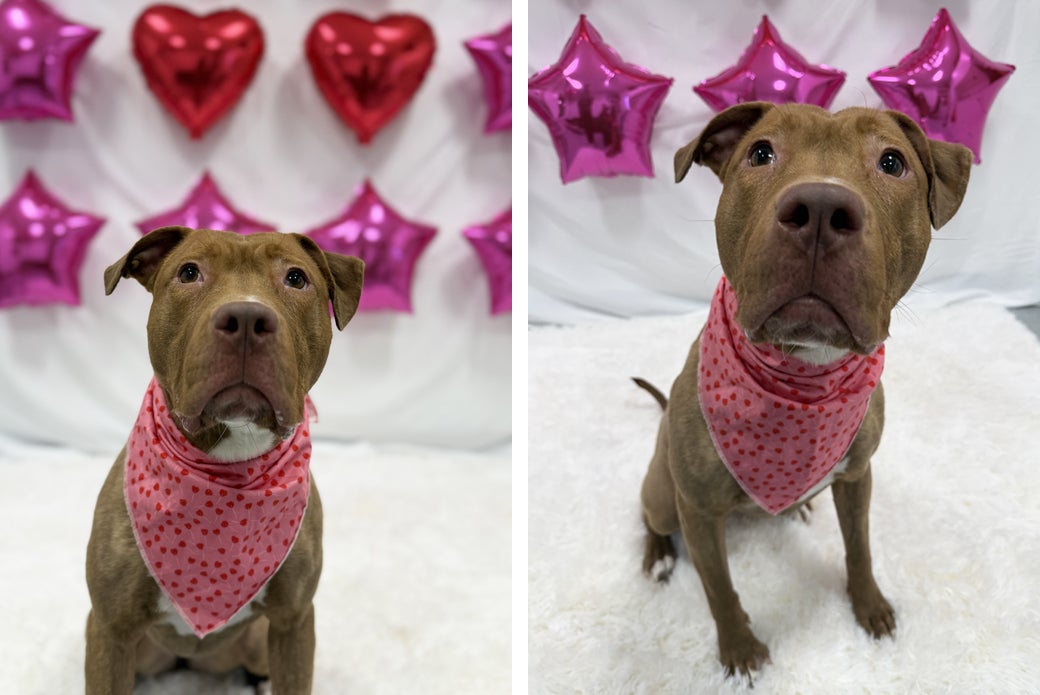 Leapfrog inside with heart and star balloons