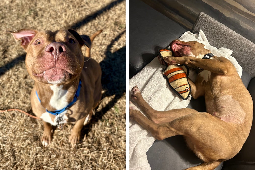 Leapfrog outside looking up (L) and playing with fish toy on sofa (R)