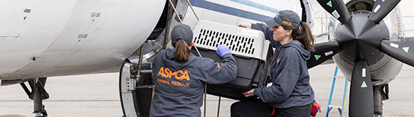Two people loading a carrier onto a plane
