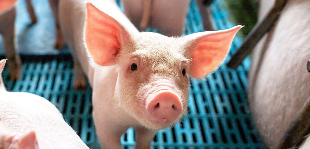 Congress Moves to Restrict Extreme-Speed Slaughter | ASPCA