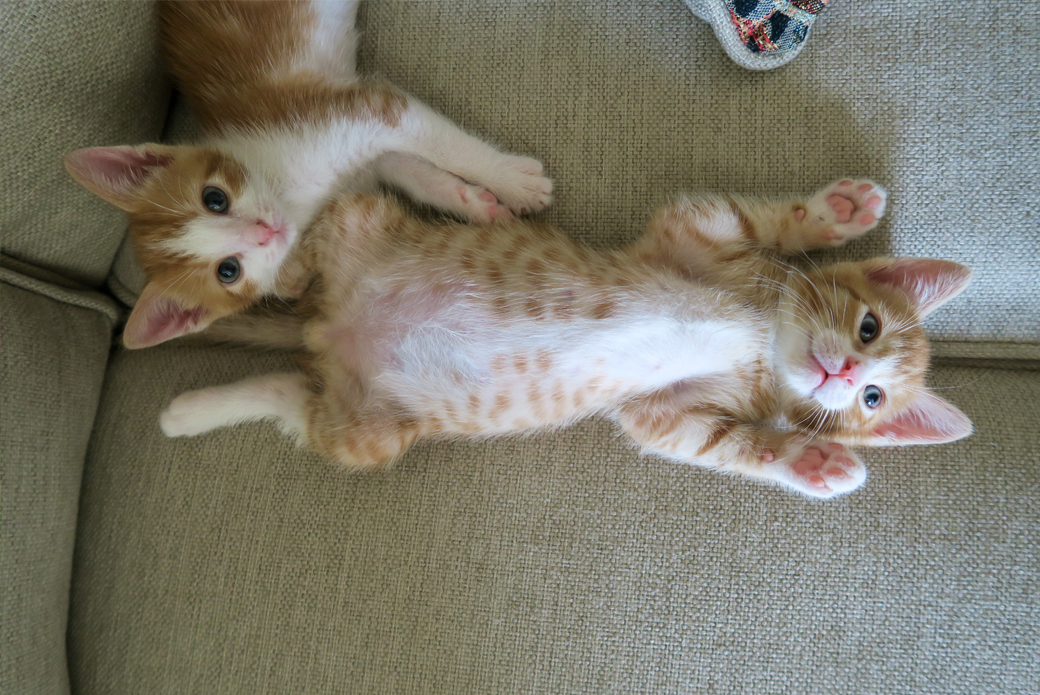 Two orange and white kittens stretched out