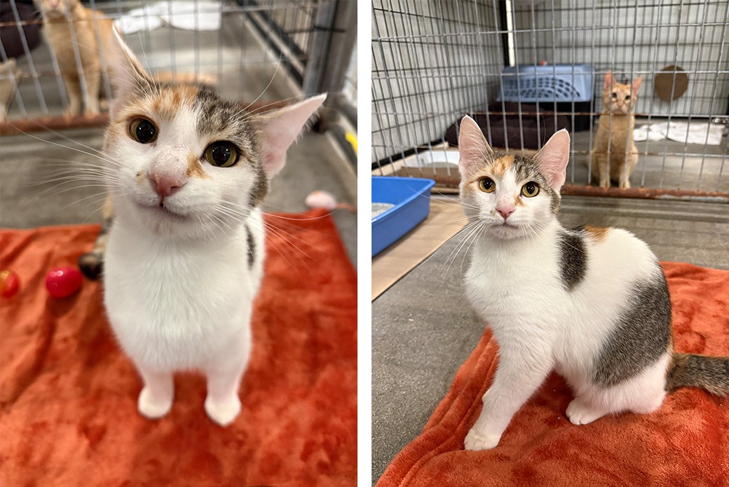 Lucie looking for a friend and showing off her beautiful markings