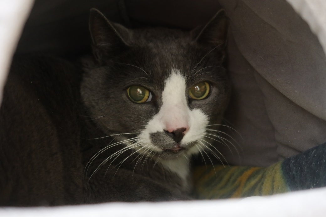 A grey cat lying down in a bed