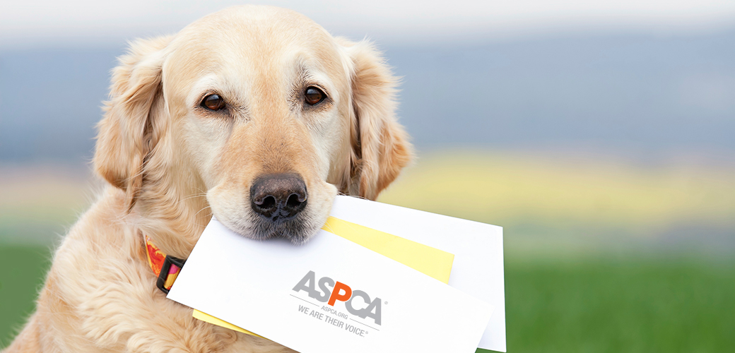 ASPCA donations