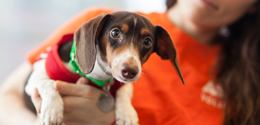 a dog being held