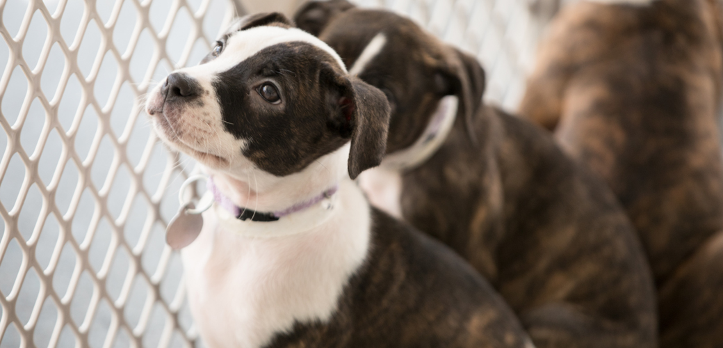 Landmark California Pet Store Ban Treats Animals as Pets, Not Products |  ASPCA