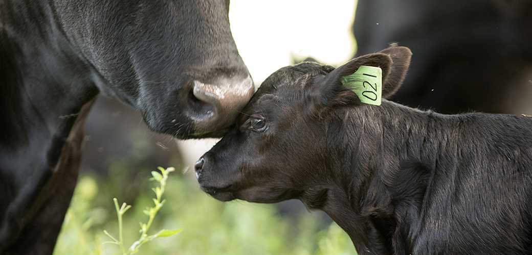 a calf and mother