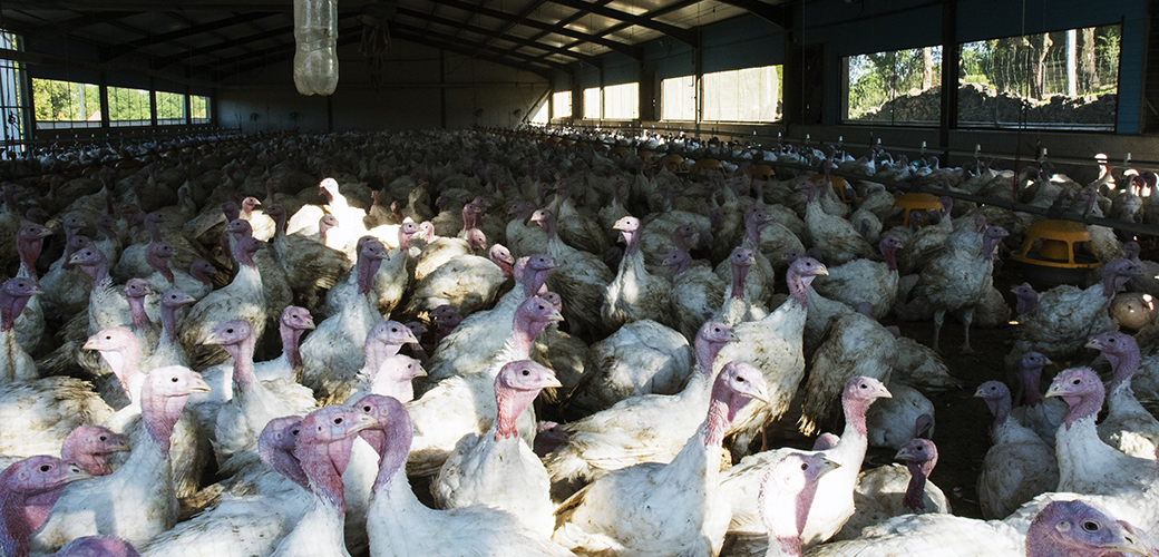 factory farmed turkeys