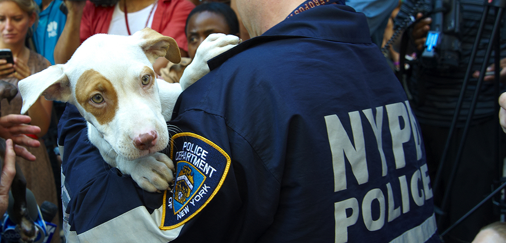 a puppy being held by an NYPD officer