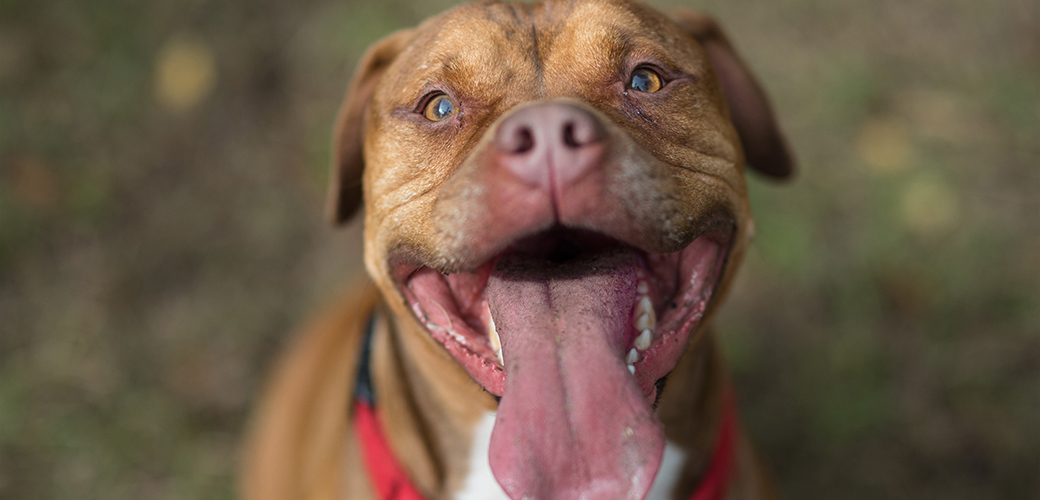 A smiling pitbull