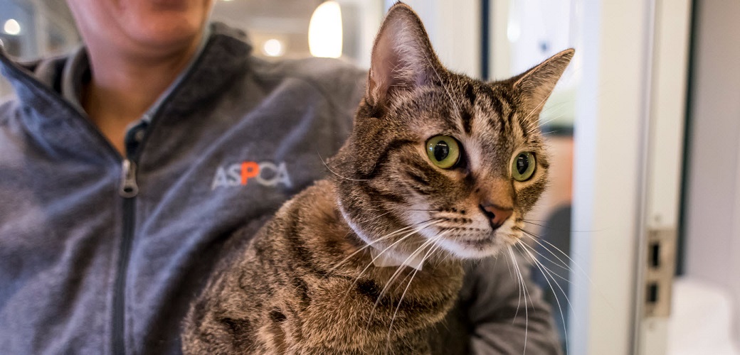 ASPCA volunteer holding a cat