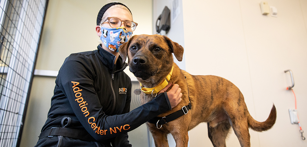 a dog with staff from the Adoption Center