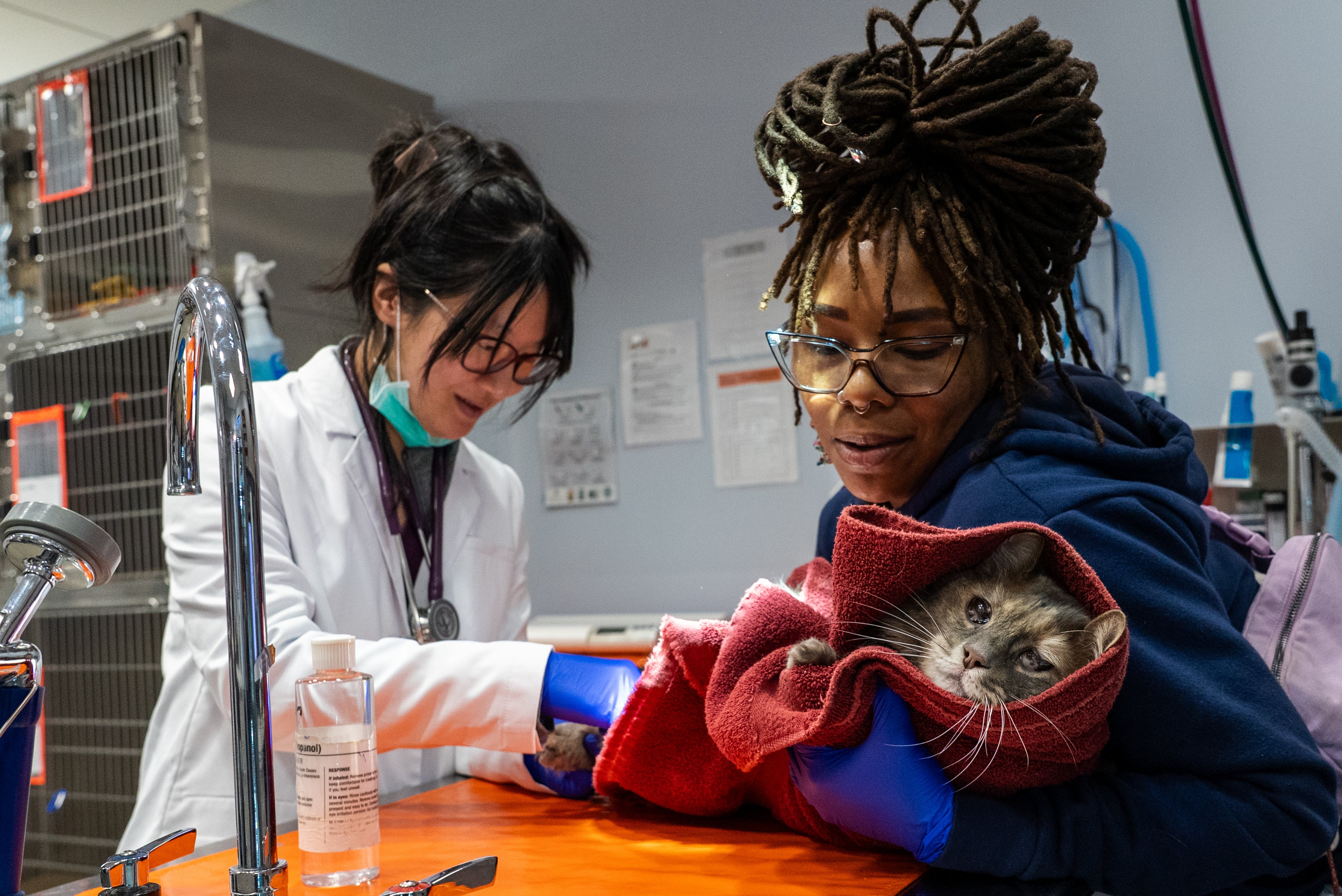 Two ASPCA veterinarians checking on cat in animal hospital